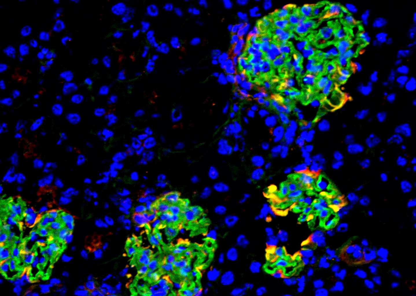 Publications | McGaha Lab